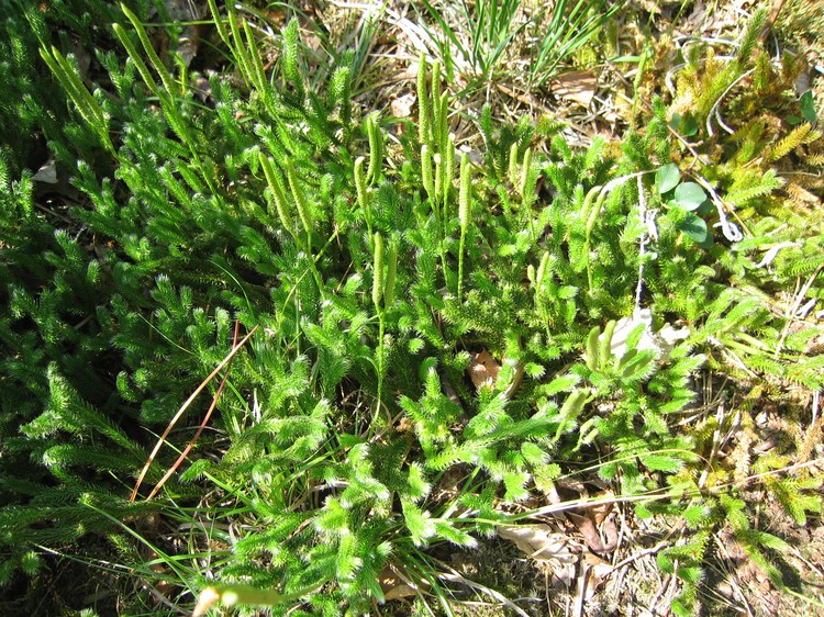 Lycopodium clavatum